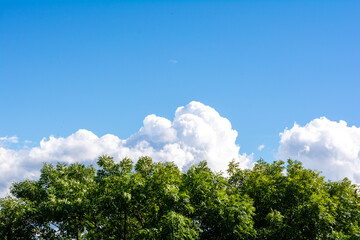 Top of green tree, beautiful blue sky, white clouds on horizon with copy space
