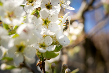 Bee pollinating white flowers