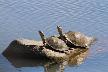 Fototapeta premium A pair of Serrated Hinged Terrapin (Pelusios sinuatus) basking in the sun on a rock together in Kruger National Park, South Africa with copy space