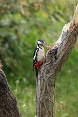 The great spotted woodpecker (Dendrocopos major) sitting on a dry branch of walnut in its beak