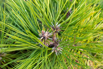 Naklejka na ściany i meble Green pine branch close-up. Full screen background. Soft focus, shallow depth of field.