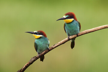 The European bee-eater (Merops apiaster) a pair on a branch with a green background.