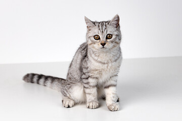 Fototapeta na wymiar Scottish straight cat tabby on white background