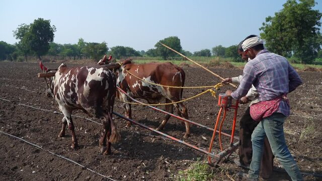 Sowing seeds in Rural India the traditional way