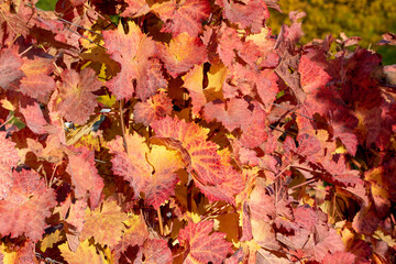 Herbstspaziergang in den Weinbergen bei Rück, Elsenfeld in Unterfranken . Die Blätter strahlen in wunderschönen Herbstfarben, braun, rot, gelb.