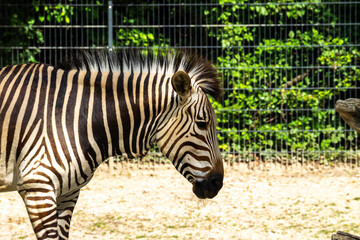 Hartmann's Mountain Zebra, Equus zebra hartmannae. An endangered zebra