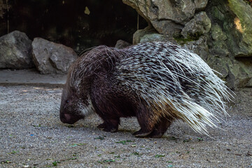 Indian crested Porcupine, Hystrix indica in a german nature park