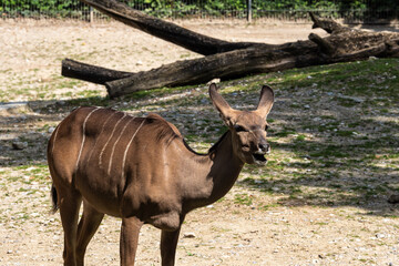 The common eland, Taurotragus oryx is a savannah antelope