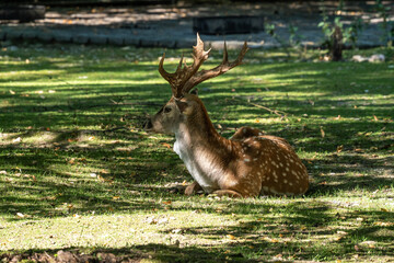 The fallow deer, Dama mesopotamica is a ruminant mammal