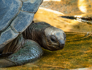 Aldabra giant tortoise, Curieuse Marine National Park, Curieuse, Seychelles