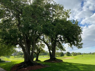 tree in the park