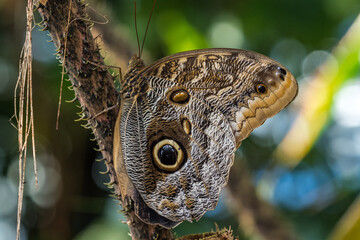 Owl butterfly ,caligo eurilochus. beautiful brown butterfly