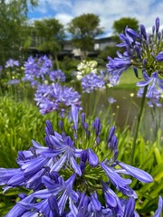 Fototapeta premium flowers in the garden