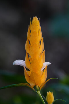 Closeup of Beloperone plumbaginifolia flower from Mexico. It is a species of Justicia.