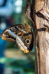 Owl butterfly ,caligo eurilochus. beautiful brown butterfly