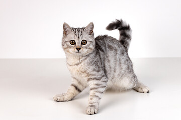 Fototapeta na wymiar Portrait of Scottish straight kitten on white background