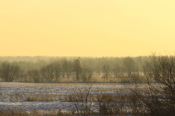 Foggy winter landscape with bushes and trees, soft daylight
