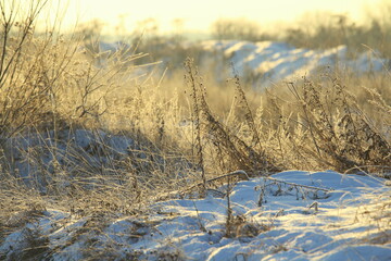 Foggy winter landscape with bushes and trees, soft daylight