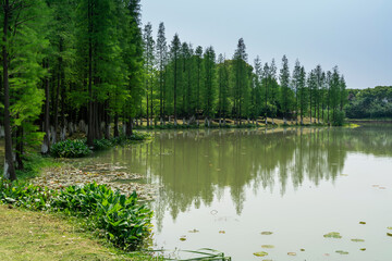 Lush greener around the pond in the park