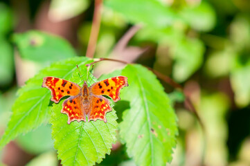 Polygonia c-album orange butterfly the Nymphalidae family sitting on