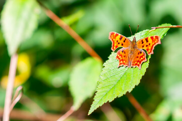 Polygonia c-album orange butterfly the Nymphalidae family sitting on