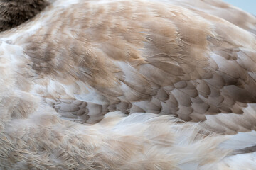 Grey feather of a swan close-up