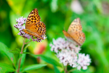 Fototapeta na wymiar Polygonia c-album orange butterfly the Nymphalidae family sitting on flower