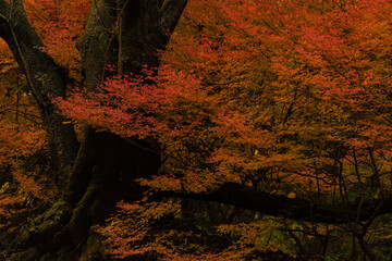 赤色に染まった森の風景