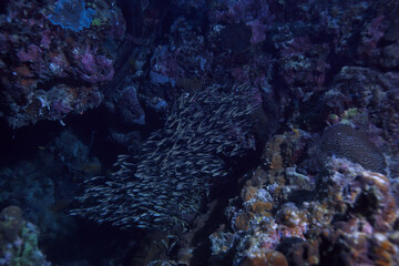 catfish underwater / ocean underwater, coral reef
