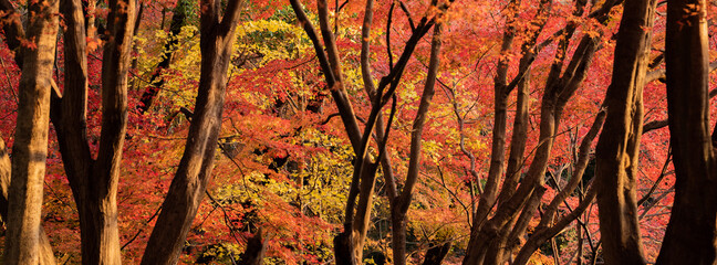 色付いた秋の森の風景