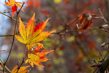 紅葉した楓の葉のクローズアップ
