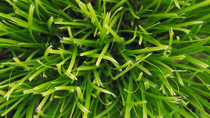 Texture of green cut grass, background of lawn. Close-up. Top view