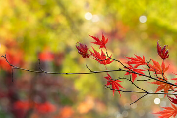 紅葉した楓の葉のクローズアップ