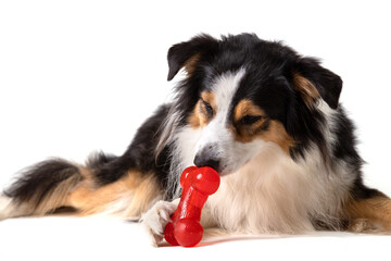 Tricolor Australian shepherd playing with a rubber bone