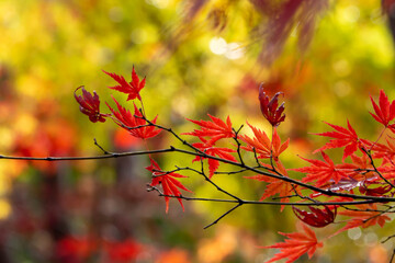紅葉した楓の葉のクローズアップ