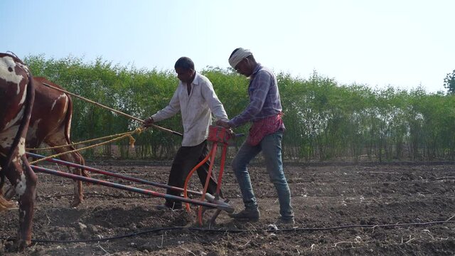 Sowing seeds in Rural India the traditional way