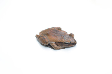 Bullfrog (Kaloula) on white background.