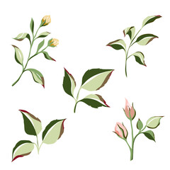 Set of watercolor vector green leaves with pastel roses isolated on white background for design decorative or invitation wedding card , illustration Vector blooming botanical 