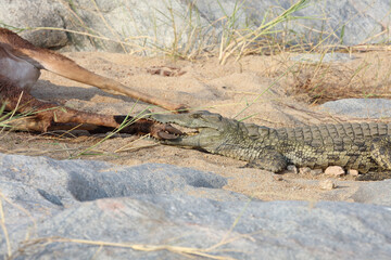 Schwarzfersenantilope und Nilkrokodil / Impala and Nile crocodile / Aepyceros melampus et...