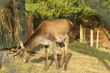 Young deer grazing in forest and eating hay