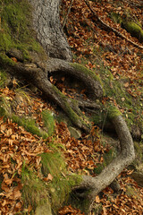 Old spruce tree roots in autumn forest