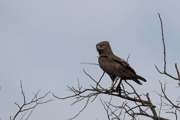 Einfarb-Schlangenadler / Brown snake-eagle / Circaetus cinereus