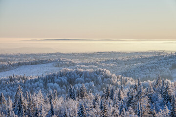 Horizonless Pine Forest under Snow in Winter. Aerial Top View from Above. Fog Drifts above the Woods