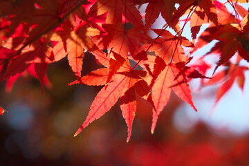 Kyoto,Japan-November 15, 2020: Closeup of red autumn leaves
