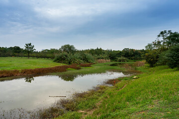 Lush greener around the pond in the park