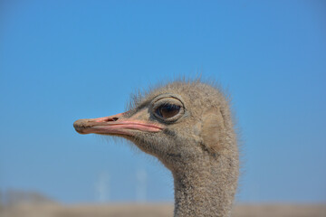 Ostrich portrait looking at camera in the foreground.