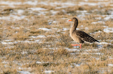 Graugans in Winter im Naturschutzgebiet.