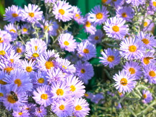 blue fluffy autumn daisies before frost in the garden