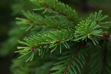 Green prickly branches of a fur-tree or pine. Fluffy fir tree branch close up. background blur