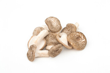  Lentinus squarrosulas Mont on white background.